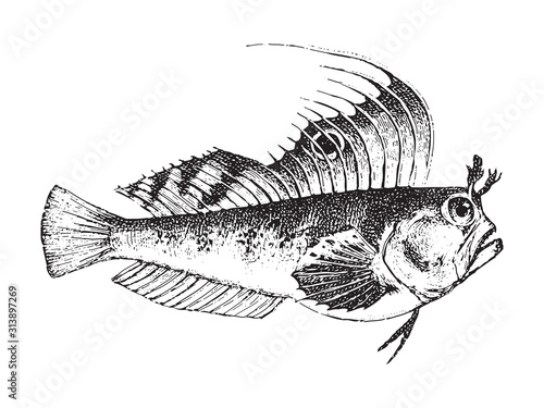 Butterfly blenny (Blennius ocellaris) / vintage illustration from Brockhaus Konversations Lexikon 1908