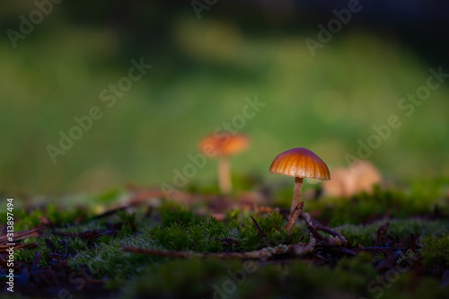 Small yellow mushroom growing on moss, HYGROCYBE CERACEA