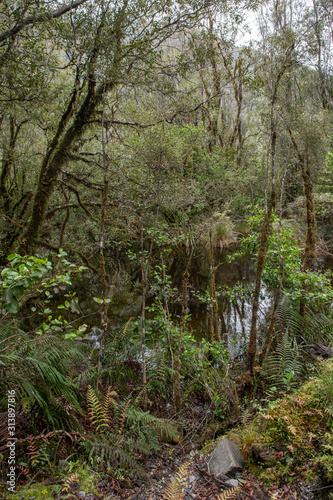 Forest Westcoast South Island New Zealand. Ferns. Tropical forest. Near Franz Jozef Glacier