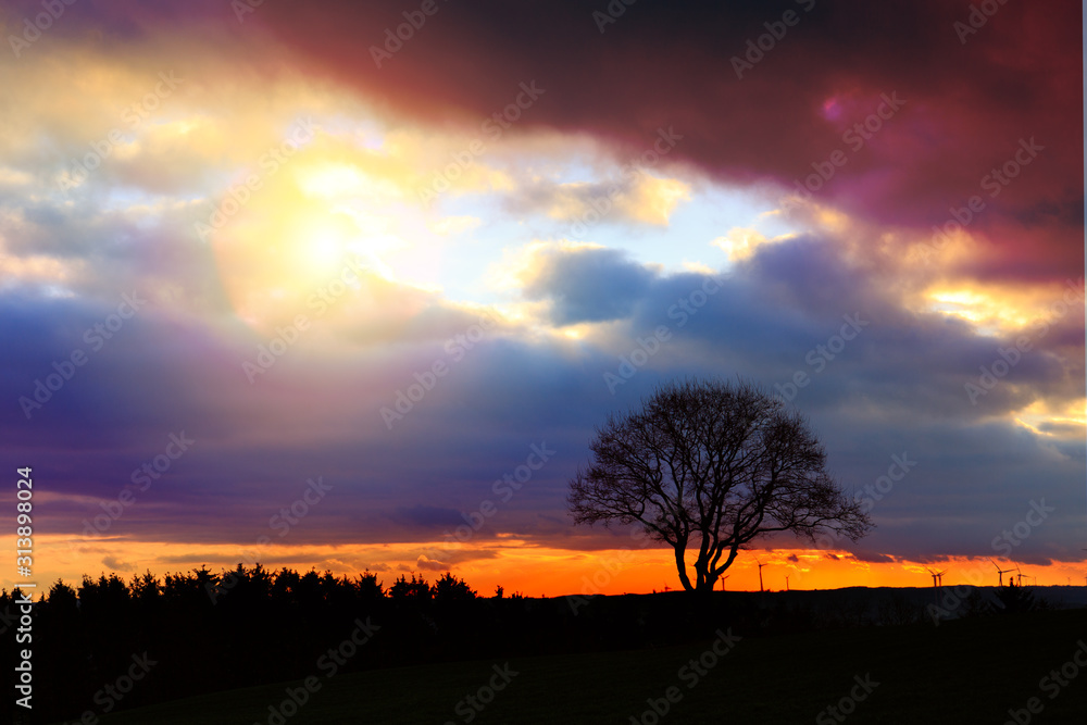 Colorful sunset with tree and wind wheels .Nature background.