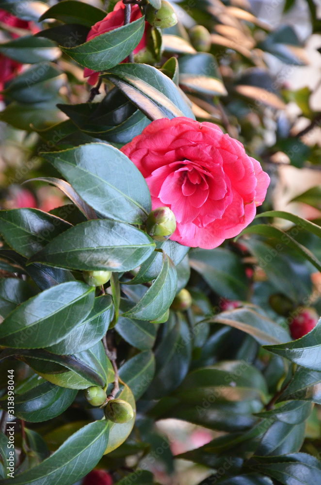 japanese camellia beautiful pink flowers in the garden 