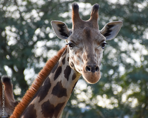 giraffe pair safari