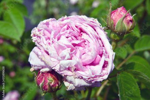 Rose e boccioli di rosa photo