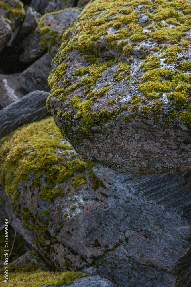 Fox Glacier New Zealand. Mountains. Rocks and moss