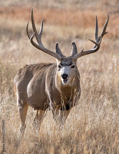 DEER ELK WHITETAIL MULE DEER