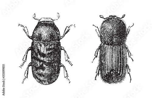 Beetles - Hylesinus fraxini (left) and Tomicus typographus (right) / vintage illustration from Brockhaus Konversations Lexikon 1908