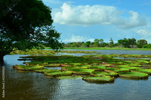 Canal do Jari photo