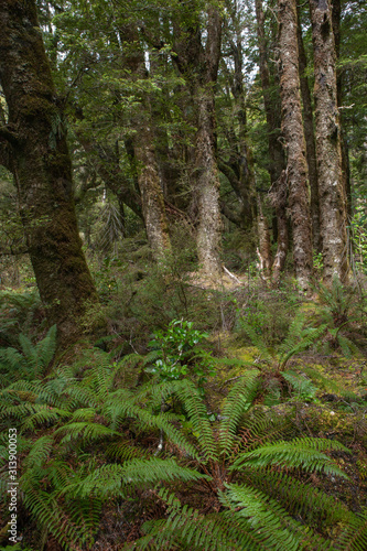 Forest Westcoast South Island New Zealand. Ferns. Tropical forest