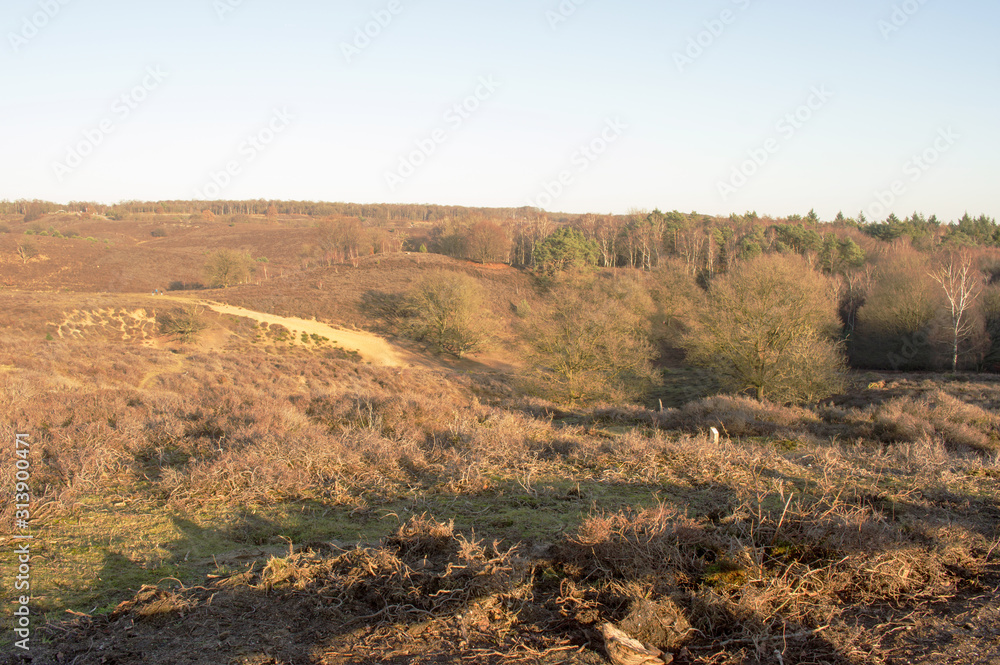 Posbank National park Veluwe by Rheden, Netherlands. Heather in the winter with a clear blue sky