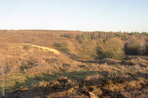 Posbank National park Veluwe by Rheden, Netherlands. Heather in the winter with a clear blue sky