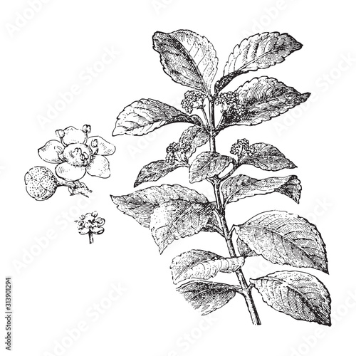 Yerba mate (Ilex paraguayensis) / vintage illustration from Brockhaus Konversations-Lexikon 1908