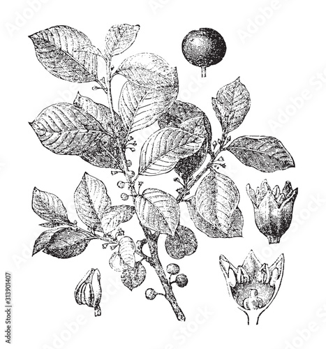 Alder buckthorn (Frangula alnus) / vintage illustration from Brockhaus Konversations-Lexikon 1908
