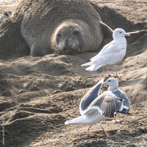 ( Mirounga angustirostris) Scene from the Northern Elephant Seal rookery at Piedras Blancas, Central Coast California photo