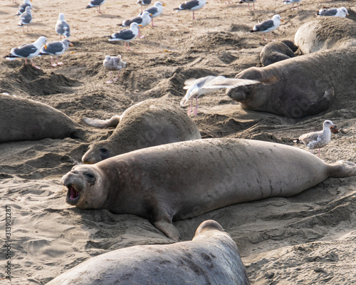 ( Mirounga angustirostris) Scene from the Northern Elephant Seal rookery at Piedras Blancas, Central Coast California © Elisabeth