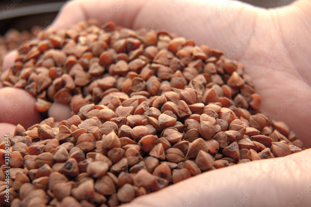 Buckwheat background, texture, the rump / Roasted buckwheat in a hands / Useful of buckwheat / Ingredient, product, cook / Dietary product. Buckwheat background, texture, the rump / Roasted buckwheat in a hands / Useful of buckwheat / Ingredient, product, cook / Dietary product.
