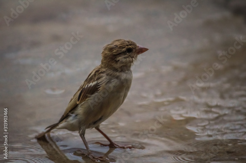 Sparrow stood his ground and Looking for food