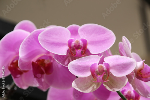 Bright burgundy and pink orchid flowers Phalaenopsis 10