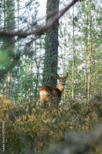 A deer in the forest
