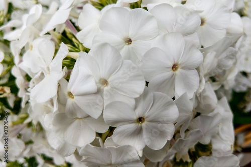 Closeup of white phlox's. Beautiful flowers white phlox's. © Dzmitry