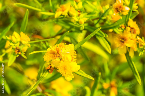 macro closeup of the yellow flowers of a kalm's st. johns wort bush, popular tropical ornamental plant specie from America photo