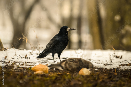 Wild rook looking for food on the ground on a cold winter day