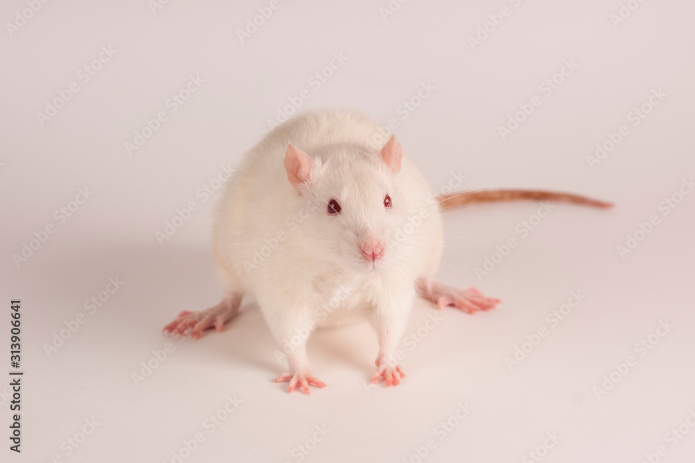 rat on white background rat on white background
