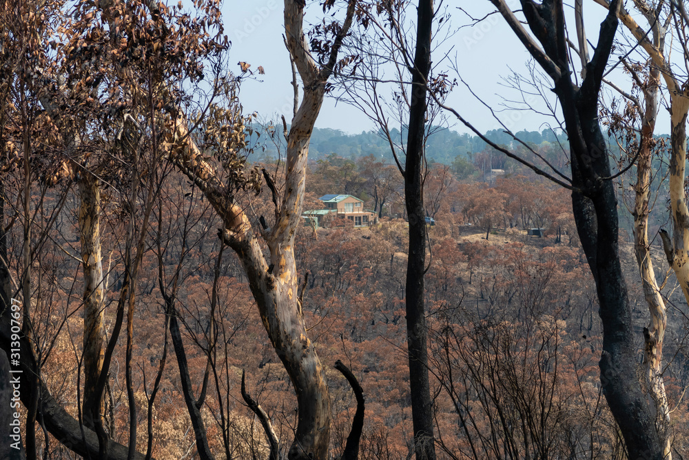 A house that survived amongst gum trees burnt in the bushfires in The Blue Mountains in Australia A house that survived amongst gum trees burnt in the bushfires in The Blue Mountains in Australia