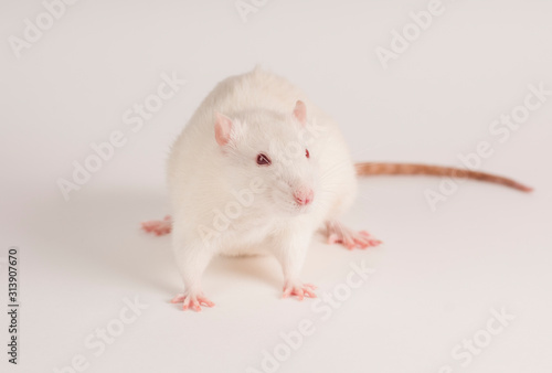 rat in front of white background