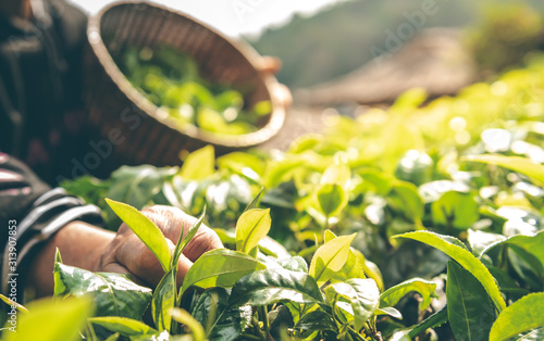 The farmers who are harvesting up the leaves from the tea tree in the morning which are the good time to harvest the tea leaves, to people and agriculture concept. photo