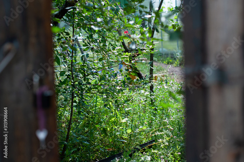 door to the summer garden