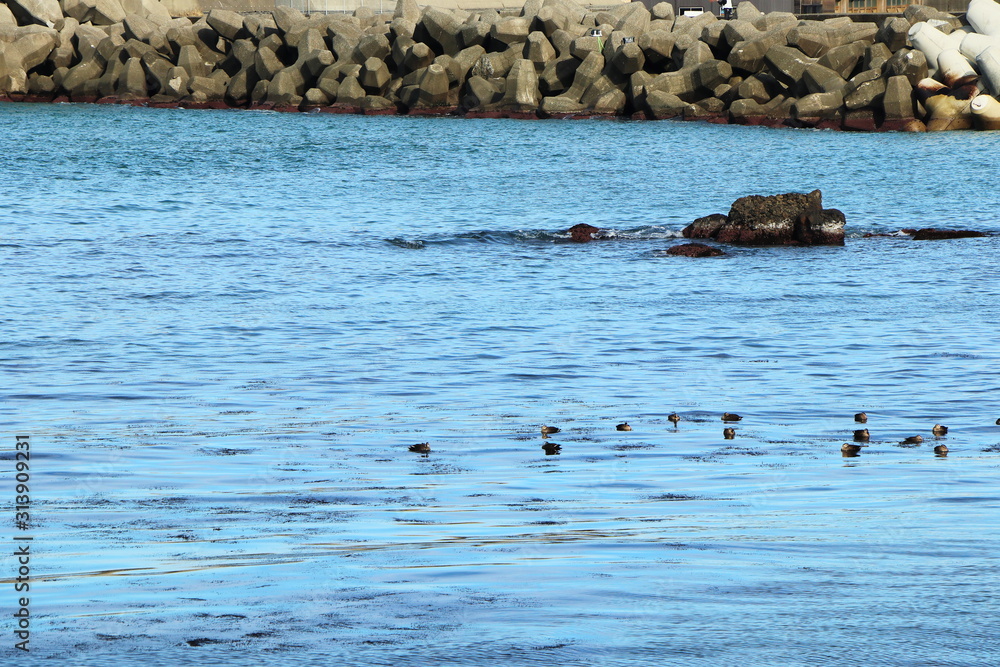 Fototapeta premium 日本海に浮かぶカモメの群れ