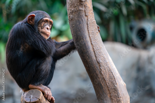 Fototapeta Naklejka Na Ścianę i Meble -  Thoughtful chimpanzee sitting on a tree trunk