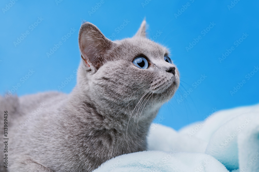 Grey shorthair cat with blue eyes hotsell