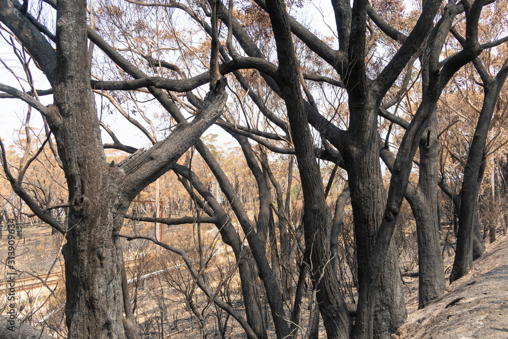 Gum trees burnt alongside a train track in the bushfires in The Blue Mountains in Australia Gum trees burnt alongside a train track in the bushfires in The Blue Mountains in Australia