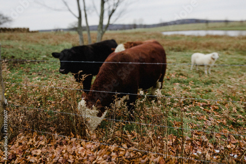 cow hefer beef cow grass fed photo