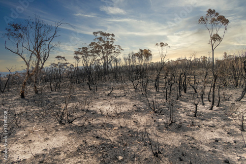 Gum trees burnt in the bushfires in The Blue Mountains in Australia photo