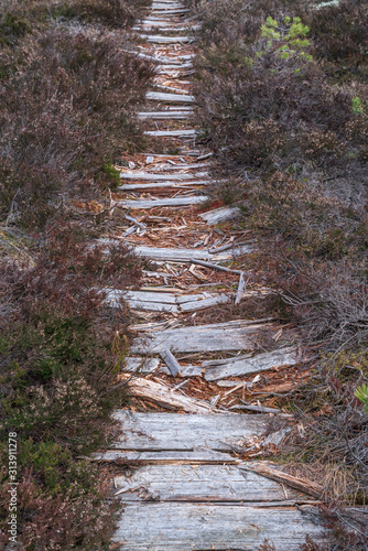 Abandoned trail in the swamp. Old walking path in the bog.