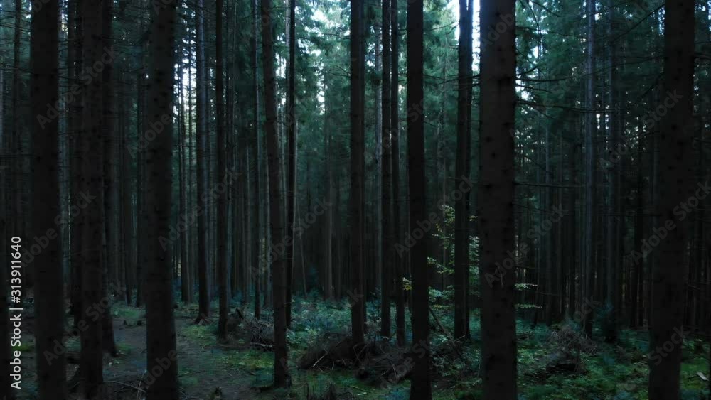 Mystical dark forest wild nature wood tracking Mystical dark forest wild nature wood tracking