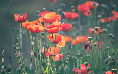A garden with a bunch of red poppy flowers and buds and vivid colours