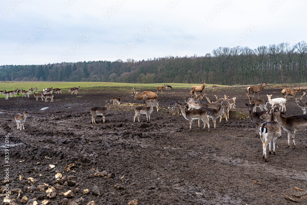 Obraz premium A large herd of deer and fallow deer in a closed farm in the field.