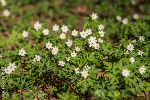 White blooming flower in natural environment. Anemone nemorosa, in English wood anemone, windflower, thimbleweed, and smell fox.