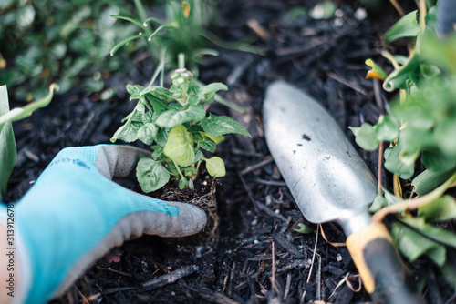 Close up of hand wearing gardening glove planting a new plant.