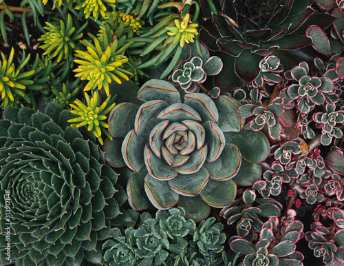 Overhead shot of a variety of succulent cactus plants.