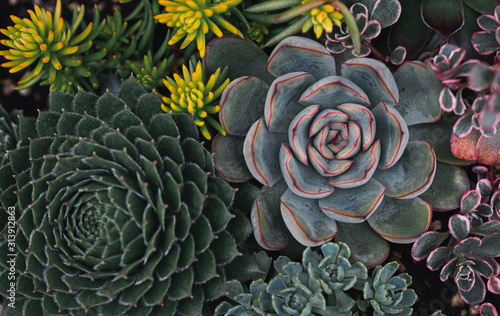 Overhead shot of a variety of colorful succulent plants. photo