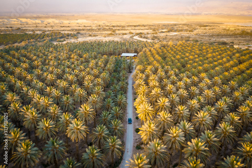 Car is on the road between green palm trees from above