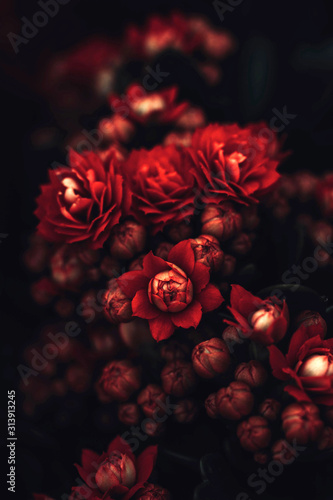 Close angle view of a red Kalanchoe flower