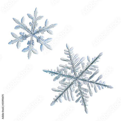 Two snowflakes isolated on white background. Macro photo of real snow crystals: complex stellar dendrites with ornate shapes, fine hexagonal symmetry, flat, thin arms and fragile inner structure.