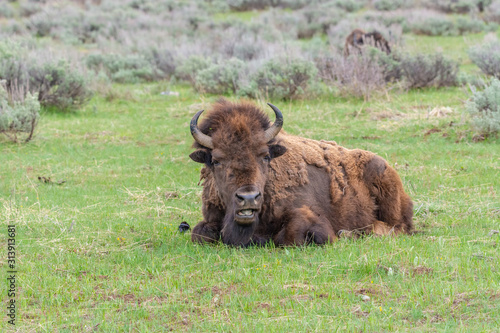 A male buffalo with horns lies on the grass at Yellowstone National Park