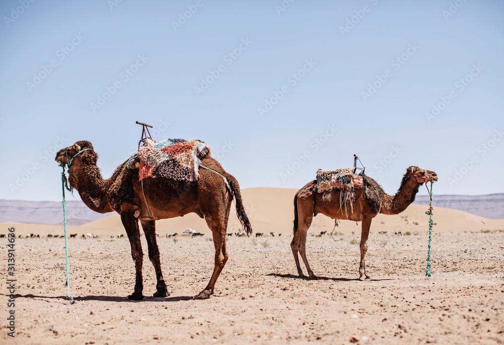 Two camels stand facing away from each other in the desert, Morocco Two camels stand facing away from each other in the desert, Morocco