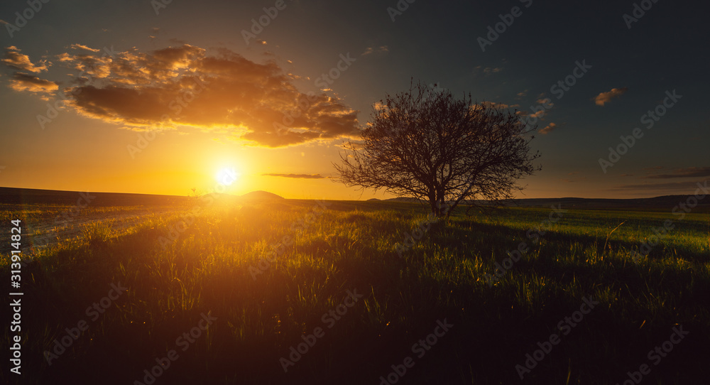 The tree is in the field. Sunset The tree is in the field. Sunset